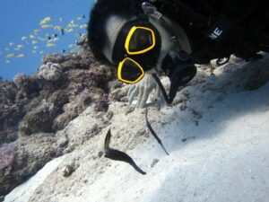 Frédéric Diefenthal Instagram - Quel kiff! connaissiez vous le poisson fantôme ? Merci Fabrice pour ces magnifiques photos @lux_divingadventures @luxresorts @luxgrandgaube