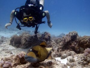 Frédéric Diefenthal Instagram - Quel kiff! connaissiez vous le poisson fantôme ? Merci Fabrice pour ces magnifiques photos @lux_divingadventures @luxresorts @luxgrandgaube