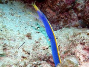 Frédéric Diefenthal Instagram - Quel kiff! connaissiez vous le poisson fantôme ? Merci Fabrice pour ces magnifiques photos @lux_divingadventures @luxresorts @luxgrandgaube