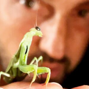 Frédéric Diefenthal Instagram - Petite séance photo avec mon invite nocturne surprise qui ne m’a pas fait perdre la tête 😅 Bonne semaines à tous 😜#mentereligieuse #insect #beautiful #fascination #surprise #nature #ovni#dangerous #partenaire