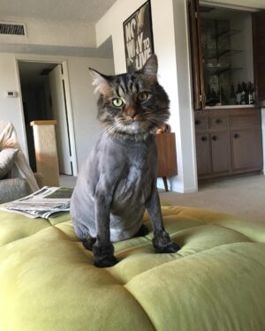 Freya Tingley Instagram - Norman’s nudes leaked!