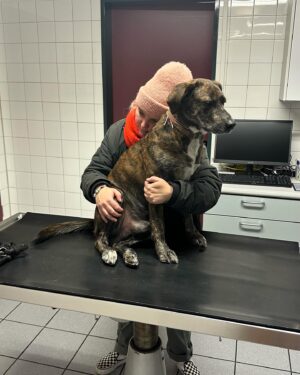 Fynn Kliemann Instagram - Puh 😮‍💨 Um seine Tierarzt-Stats nicht zu ruinieren, hat GG sich heute beim Spaziergang noch schnell das Knie verdreht. Die nennen den in der Klinik nur noch „Kamikaze“. Ich hab wirklich keine Ahnung wie ihr das alle mit Kindern macht 🤷