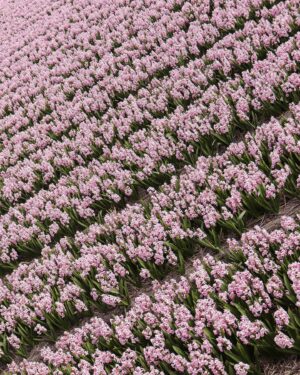 Garrett Wareing Instagram - As of Late: Amsterdam Edition 

Nature. Ease. Art. Pancakes.

Amsterdam was… well, Amsterdam. Enchanting. Biked through flower fields, Van Gogh, Family, King’s Day, and tulips tulips tulips. 

Beauty is everywhere. 

Ik hou van jou

Onward.

“If you truly love nature, you will find beauty everywhere.” - Vincent Van Gogh