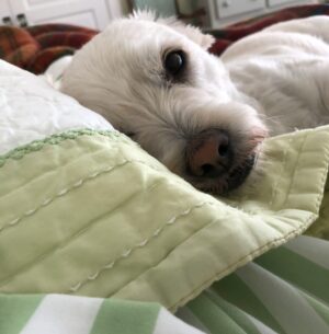 Genevieve Angelson Instagram - Nine years ago I adopted a 2ish year old dog named Denver. I brought him home without permission from anyone or a plan for anything. We have figured it out every day since then. In the last six months alone he has escaped death twice, no thanks to me. He has been with me to rehab, through every heartbreak, on every single job domestic or foreign, shaken hysterically through countless hours on planes aka death boxes in the sky, traveled alone in ubers, and ruined every carpet in my mother and boyfriend’s homes. Even if I have children I will never love anything as much as I love my greatest teacher, this dog, who I named Jack Lemmon for absolutely no reason. My end of life plan is to share his euthanasia whenever that happens. Happy 11th-ish birthday to the best thing in my life even though I spend most of my time completely ignoring him and nothing will ever reimburse me for how expensive he is. Here’s to our shared microbiome from the untold number of germs you drag into my bed every day.