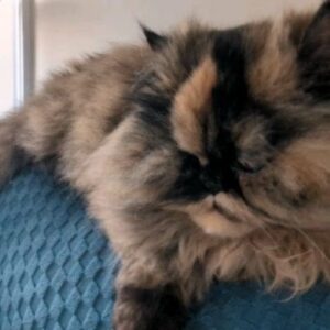 Genevieve Goulet Instagram - Not going into details, I've been dealing with a condition/ illness that has left me barely able to walk, as I am in pain 24/ 7. Therefore, I just want to give props to my little helpers. 

Luna has been offering me "biscuit" massages every day, as well as her brother and sister, Abby and Kobe.

Gary, Daffney and Axelle have been giving me extra cuddles and kisses, with Axelle always staying nearby, even when I'm working (since I have to work from home now) and sleeping with me all night.

I love you babies. You help me more than you will ever know. 

❤️❤️❤️❤️❤️❤️