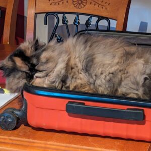 Genevieve Goulet Instagram - I leave for Tampa, Florida for my first surgery this upcoming Tuesday.... 

And I believe Axelle wants to come with me. 🥰

I wish she could. ❤️