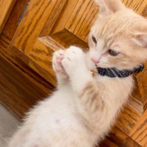Gianni DeCenzo Instagram - We have cats now.... so that’s a thing. Here are a bunch of cat pics now