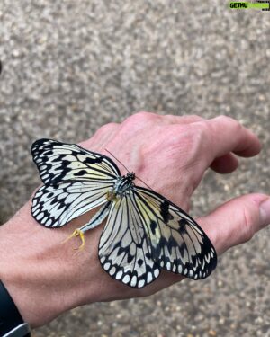 Gideon Emery Instagram - On the back of Earth Day, the joys butterflies. And the dangers of human-strawberry cross breeding…🤣
