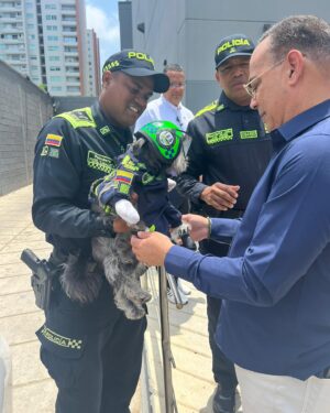 Gilberto Santa Rosa Instagram - Si me conocen, saben mi amor por los animales en especial por los perros!!!
Aquí en Barranquilla encontré un amigo nuevo que trabaja en el equipo policial de la ciudad. Cooper, un perro policía que patrulla en una motocicleta con su casco y su insignia en la que se lee: “Policía cívico”, las cosas lindas que alegran un domingo!!!
#caminalo #gsrautentico