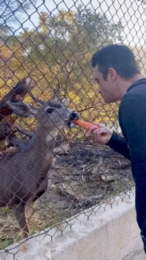 Gilles Marini Instagram - It’s beginning to look a like, Christmas 🎵🎵 🦌 
#monday #mondaymotivation #buck #wildlife #happy #love #fyp #explorepage #reelsinstagram #animal