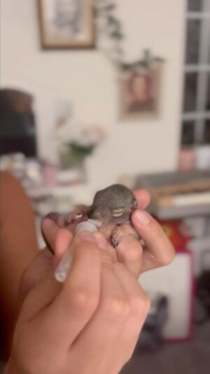 Gilles Marini Instagram - “Parenting is a life time job and does not stop when a SQUIRREL grows up.” ❤️
#love #wildanimal #squirrel #parenting #family #loveall #explorepage #fyp #repost