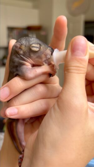 Gilles Marini Instagram - Saving a life….
Something you’re trained for, something you do automatically. Suddenly seems impossible. Maybe we couldn’t help everyone survive, but we could, at least, save this one life. 🐿️ 
#love #respect #life #animals #squirrel #bennyben #mondaymotivation #fyp #explorerpage #repost 🙏