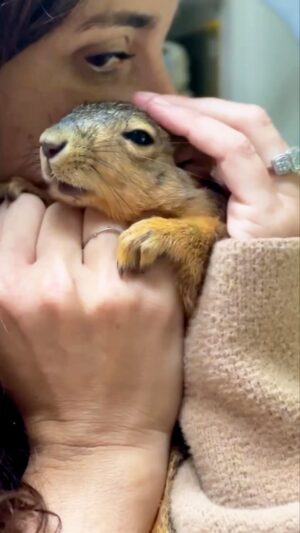 Gilles Marini Instagram - “Until one has loved an animal, a part of one’s soul remains unawakened.” 
#love #wild #squirrel #fyp #repost #kiss #family #peace #bennyben #❤️ #sharelove