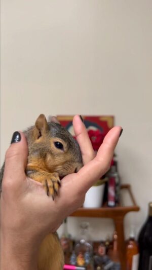 Gilles Marini Instagram - Cuddle time with Benny Ben…
#bennyben #togetherness #wild #fyp #explorepage #squirrel @carolemarini