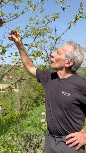 Giovanni Storti Instagram - La Galla della Quercia. Possiamo dire che la natura non è intelligente? 🧐 🌲🌲 

#giova#giovalovesnature#quercia#nature#natura#giovannistorti