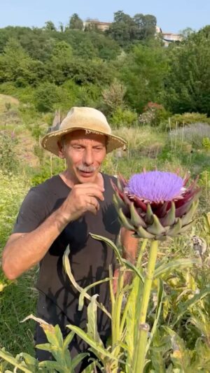 Giovanni Storti Instagram - Lo sapete che esiste un fiore rasato con i capelli viola? 🌸🤣

#giovalovesnature #giovalovesnaturearoundtheworld #giovasolutions #nature #naturelovers #beautifulnature 
#giovasolutions  #giovacuriositàeconsigli #erba #carciofi #fiori