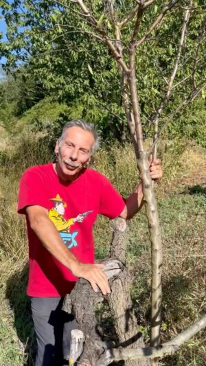 Giovanni Storti Instagram - Avevamo un pesco e adesso abbiamo un mandorlo.🌸🌸
Incredibile la natura!🤩

#giovalovesnature #giovalovesnaturearoundtheworld #giovannistorti #naturalità #madorlo #pesco #ilmandorloeilpesco #bellezzadellanatura