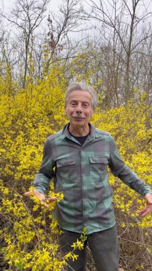Giovanni Storti Instagram - La Forsizia sa quando fiorire! 🌼🌼
Quel cespuglio giallo che colora i giardini e attira gli insetti impollinatori.🐝🐝

#giovalovesnature #giovalovesnaturearoundtheworld #giovasolutions #forsizia #nature #naturelovers #beautifulnature 
 #giovasolutions  #giovacuriositàeconsigli #insettimpollinatori