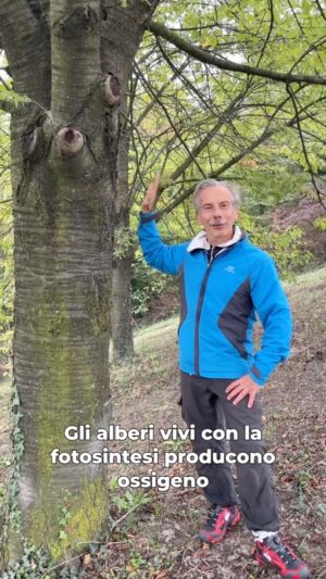 Giovanni Storti Instagram - Solo SE strettamente necessario… 
Sì, è un gioco di parole. 🌳🌳

#giovalovesnature #giovalovesnaturearoundtheworld #giova #giovacuriositàeconsigli #giovasolutions #lovenature #beautifulnature #nature #alberi #sostenibilità #sostenibilitàambientale