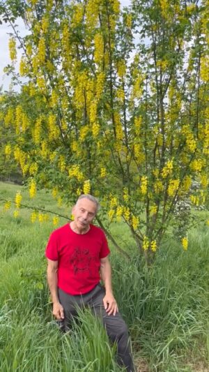 Giovanni Storti Instagram - Il maggiociondolo ci insegna che non bisogna mai giudicare un libro dalla copertina.🌼🌼

#giovalovesnature #giovalovesnaturearoundtheworld #giovacuriositàeconsigli #giovasolutions #amantidellanatura #natura #bellezzadellanatura #spaziverdi_incittà #milano #milanoverdeincittà #maggiociondolo #potenzadellanatura