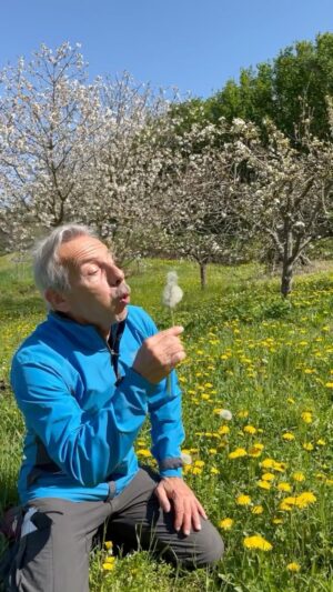 Giovanni Storti Instagram - Il Tarassaco è un’esplosione di colore.🌼🌼

#giovalovesnature #giovalovesnaturearoundtheworld #giovasolutions #giovacuriositàeconsigli #giova #giovannistorti #tarassaco #soffione🍃 #dentedileone #natura #amantidellanatura #naturelovers #primavera