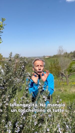 Giovanni Storti Instagram - Il Rosmarino stimola il palato e la mente! 🌿✨

#giovalovesnature #giovalovesnaturearoundtheworld #giovasolutions #giovacuriositàeconsigli #lapotenzadellanatura #piante #primavera #natura #amantidellanatura #fioridelrosmarino #polliceverde #rosmarino🌿