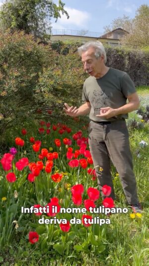 Giovanni Storti Instagram - In primavera ci sarebbe da sdraiarsi a guardare i tulipani. 🌷♥️

Piantate i tulipani, danno tanta soddisfazione! ✨

#giovalovesnature #giovalovesnaturearoundtheworld #giovasolutions #giovacuriositàeconsigli #lapotenzadellanatura #tulipani🌷 #primavera #natura #amantidellanatura #piantaretulipani #polliceverde #colorideitulipani
