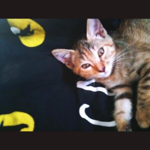 Giulia Ottonello Instagram - Durante la tournée estiva di #Cats nel 2011 con la @compagniadellarancia , ci ritrovavamo tutti in pullman, ad un certo punto abbiamo incominciato a sentire un miagolio lontano, sottile ma presente…ci fermiamo ed incominciamo a controllare tutto il pullman, quando finalmente troviamo una scricciolina nello spazio della ruota di scorta, dentro la ruota di scorta. Con tanta delicatezza e pazienza  la prendiamo, con cibo ed acqua, capiamo che è una gattina di pochissime settimane e che diventerà fin da subito la mascotte di Cats, dei gatti Jellicle, per questo motivo è stata chiamata Jelly💖🐾
In poche ore Jelly trovò una famiglia che la salvò dalla strada dove avrebbe vissuto una vita in costante pericolo e dove probabilmente non sarebbe nemmeno riuscita a crescere se la “fortuna” non fosse stata dalla sua parte. La famiglia che la salvò è la mia famiglia, così grazie a mia zia e suo marito, Jelly ha vissuto una vita che quando era impaurita e denutrita in quella ruota di scorta, non avrebbe neanche mai immaginato di poter vivere. A volte i miracoli accadono, in questo mondo al collasso, pieno di violenza e morte, a volte la luce si vede ancora, ed è a quella luce che bisogna aggrapparsi con tutte lo forze, è per quella luce che bisogna resistere. Cara Jelly (2011-2023), ovunque tu sia ora✨, da parte di tutta la comunità dei #Jellicle ,grazie per questi oltre 12 anni d’amore🐾 
Oggi, la vera rivoluzione è l’amore e la gentilezza, siate rivoluzionari 🙏
#GiornataInternazionaleperiDirittidegliAnimali
#Bastaviolenzasuglianimali