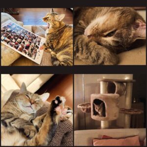 Giulia Ottonello Instagram - Durante la tournée estiva di #Cats nel 2011 con la @compagniadellarancia , ci ritrovavamo tutti in pullman, ad un certo punto abbiamo incominciato a sentire un miagolio lontano, sottile ma presente…ci fermiamo ed incominciamo a controllare tutto il pullman, quando finalmente troviamo una scricciolina nello spazio della ruota di scorta, dentro la ruota di scorta. Con tanta delicatezza e pazienza  la prendiamo, con cibo ed acqua, capiamo che è una gattina di pochissime settimane e che diventerà fin da subito la mascotte di Cats, dei gatti Jellicle, per questo motivo è stata chiamata Jelly💖🐾
In poche ore Jelly trovò una famiglia che la salvò dalla strada dove avrebbe vissuto una vita in costante pericolo e dove probabilmente non sarebbe nemmeno riuscita a crescere se la “fortuna” non fosse stata dalla sua parte. La famiglia che la salvò è la mia famiglia, così grazie a mia zia e suo marito, Jelly ha vissuto una vita che quando era impaurita e denutrita in quella ruota di scorta, non avrebbe neanche mai immaginato di poter vivere. A volte i miracoli accadono, in questo mondo al collasso, pieno di violenza e morte, a volte la luce si vede ancora, ed è a quella luce che bisogna aggrapparsi con tutte lo forze, è per quella luce che bisogna resistere. Cara Jelly (2011-2023), ovunque tu sia ora✨, da parte di tutta la comunità dei #Jellicle ,grazie per questi oltre 12 anni d’amore🐾 
Oggi, la vera rivoluzione è l’amore e la gentilezza, siate rivoluzionari 🙏
#GiornataInternazionaleperiDirittidegliAnimali
#Bastaviolenzasuglianimali