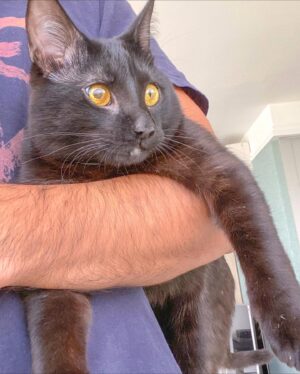 Giulio Mottola Instagram - Una historia de Kuro 🐈‍⬛😍