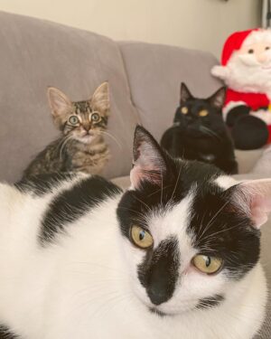 Giulio Mottola Instagram - Tōji se despertó rodeado de amor. ¡Feliz Navidad! 💛🐾