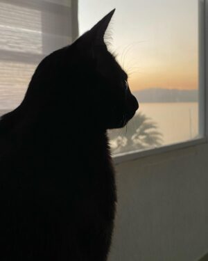 Giulio Mottola Instagram - Una historia de Kuro 🐈‍⬛😍