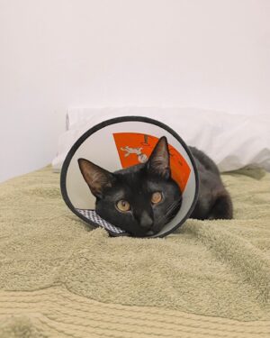Giulio Mottola Instagram - Una historia de Kuro 🐈‍⬛😍