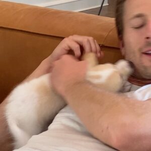 Glen Powell Instagram - It’s a ruff world out there, so I thought it was about time I hire a proper bodyguard…

Meet BRISKET - 1.5 pounds of raw power.

Thank you to @thelabellefoundation for all the incredible work you do to advocate for dogs and for making me a dad.

I can’t wait to tackle all the adventures of life with this guy!