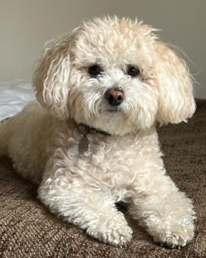 Glynis Barber Instagram - My angel. #gigi #maltipoo #puppylove
