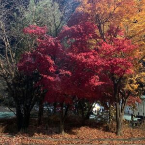 Go Kyung-pyo Instagram - 가울..🍁🍂🥶