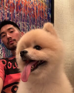 Godfrey Gao Instagram - Swipe right 👉🏼 to see the face you make when your owner pets other dogs 🤣 @badboytheodore @kirbymao #whitepomtheo #badboytheodore