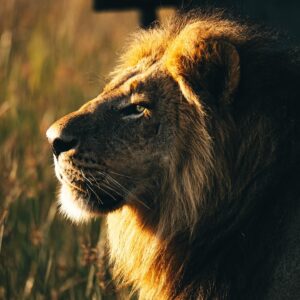 Gonzalo García Vivanco Instagram - Africa’s wild wonders!