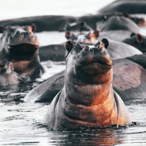 Gonzalo García Vivanco Instagram - Africa’s wild wonders!