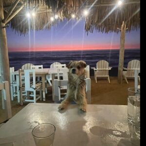 Gonzalo Valenzuela Instagram - Después de tanto movimiento, es muy necesario poder profundizar en esos temas. Gracias @pichula_el_perro por estar ahí, donde nadie te invito. Pichu Pichu !!