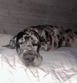 Gonzalo Valenzuela Instagram - Ahí está su cama nueva!! Se ve la felicidad en su ojos !! Pescaste súper harto …. Caramelo regalón.