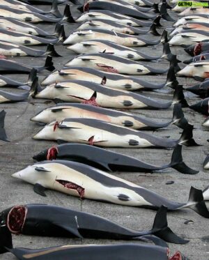 Goran Visnjic Instagram - Another season of mindless crime against nature is underway in the #faroeislands under disguise of tradition...
High powered jet skis are used, gasoline and diesel powered speed boats, the people in the water mercilessly killing these poor creatures wearing high tech boots and wet suits... Tradition...?!
Tradition has nothing to do with this.
This is also not about food and necessity like some are trying to present. 
Let's just call it what it is;  A twisted and deranged blood sport.
Don't forget that these whales are highly intelligent marine mammals with complex social structures and behaviors.
And before anyone starts defending and finding reasons for this slaughter let me just say one thing...
I'm sure we as a species were not given intelligence to JUSTIFY our SENSELESS deeds but to improve our condition without the slaughter of the innocent.
You can't use culture to hide your bloodlust.
Why is it so difficult for the Faroese government to reassess their cultural practices and turn towards sustainable alternatives which would respect the environment and animal welfare...?
In a mean time, please visit the link in my bio stopthegrind.org and think twice about visiting the beautiful #faroeislands . The #grindadrap has to stop!
And please tag, repost, make some noise, donate to these great organizations tagged bellow ⬇️⬇️⬇️ because we are on this planet to be guardians and custodians not merciless overlords who can take whatever they want. 🙏🏻🙏🏻🙏🏻
@sealegacy @captainpaulwatson @neptunesnavyjohnpauldejoria @seashepherdfrance 
*
*
*
*
#internationalwhalingcommission @faroe_islands_ban #stopthegrind #stopthegrindfaroeislands #faroe #faroeislandshiking #faroeislands🇫🇴 #faroeislandsnature #faroeislandstourist #faroeislandslandscape #faroeislandstravel #faroeislandsphotography #faroeislandssalmon @ifawglobal