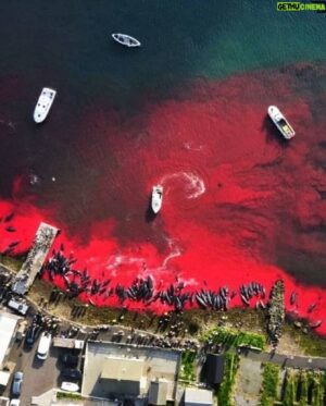 Goran Visnjic Instagram - Another season of mindless crime against nature is underway in the #faroeislands under disguise of tradition...
High powered jet skis are used, gasoline and diesel powered speed boats, the people in the water mercilessly killing these poor creatures wearing high tech boots and wet suits... Tradition...?!
Tradition has nothing to do with this.
This is also not about food and necessity like some are trying to present. 
Let's just call it what it is;  A twisted and deranged blood sport.
Don't forget that these whales are highly intelligent marine mammals with complex social structures and behaviors.
And before anyone starts defending and finding reasons for this slaughter let me just say one thing...
I'm sure we as a species were not given intelligence to JUSTIFY our SENSELESS deeds but to improve our condition without the slaughter of the innocent.
You can't use culture to hide your bloodlust.
Why is it so difficult for the Faroese government to reassess their cultural practices and turn towards sustainable alternatives which would respect the environment and animal welfare...?
In a mean time, please visit the link in my bio stopthegrind.org and think twice about visiting the beautiful #faroeislands . The #grindadrap has to stop!
And please tag, repost, make some noise, donate to these great organizations tagged bellow ⬇️⬇️⬇️ because we are on this planet to be guardians and custodians not merciless overlords who can take whatever they want. 🙏🏻🙏🏻🙏🏻
@sealegacy @captainpaulwatson @neptunesnavyjohnpauldejoria @seashepherdfrance 
*
*
*
*
#internationalwhalingcommission @faroe_islands_ban #stopthegrind #stopthegrindfaroeislands #faroe #faroeislandshiking #faroeislands🇫🇴 #faroeislandsnature #faroeislandstourist #faroeislandslandscape #faroeislandstravel #faroeislandsphotography #faroeislandssalmon @ifawglobal