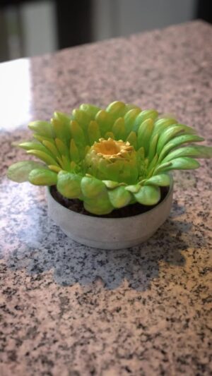Goro Fujita Instagram - Magic Succulent - Built and Animated in VR using Quill, rendered in Redshift
