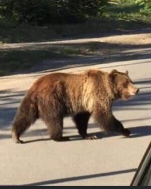 Gracyn Shinyei Instagram - This grizzly bear is my uncle’s ( @iliketuna ) neighbor this morning.  He will stay in his truck until he leaves. XOXO