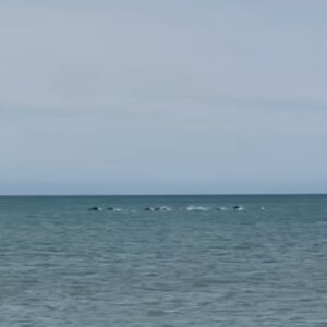 Graham McTavish Instagram - More from New Zealand. A fabulous display by the local dolphins spotted by my eagle eyed wife @garancedore (this was a fraction of what we saw. Literally hundreds. Truly magical). Hiking landscapes (Antarctica next stop!!!) and a husband and wife team who run stores on opposite sides of the street In beautiful Greytown. @blackwellandsons  Both are Great!!!!! #somanydolphins #wairarapa #greytown #booksandbicycles