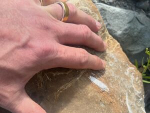 Graham McTavish Instagram - Enjoying a school camp with my youngest daughter and learning about geology. It might not look much but those shells embedded in that rock are 7-8 million years old. It definitely puts life into perspective. The larger rocks are the result of undersea volcanic eruptions before New Zealand even existed!! Cape Palliser also is home to a LOT of seals. I think this one was trying to tell me something. #nz #capepalliser #geologyiscool #hardrock