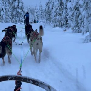 Grant Feely Instagram - Last big adventure of the trip! Today for our final adventure we went dogs sledding at @bearhillhusky !