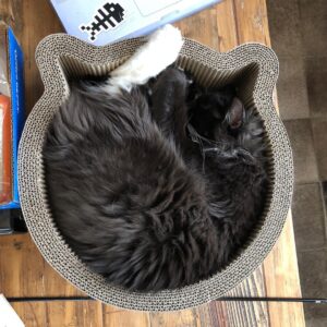 Grant Imahara Instagram - Happy #Caturday from me and Dipper! Here she’s napping in her favorite cat-shaped bed.