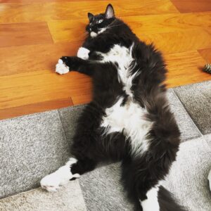 Grant Imahara Instagram - Let Dipper have too much catnip and now she’s totally spaced out! How do I know? She *never* sits like this. #caturday #tuxedocat #catsofinstagram #polydactylcat